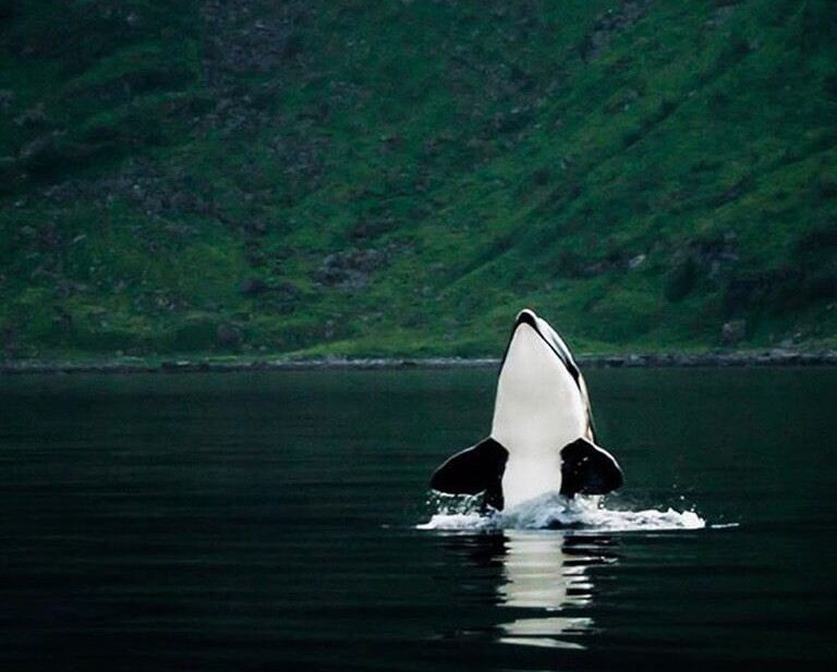 Pozorovanie veľrýb v Kanade