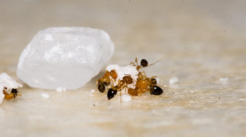 Ako na mravce v domácnosti